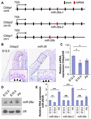 Cohesive Regulation of Neural Progenitor Development by microRNA miR-26, Its Host Gene Ctdsp and Target Gene Emx2 in the Mouse Embryonic Cerebral Cortex